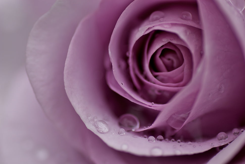 selective focus photography of water droplets on pink rose HD wallpaper